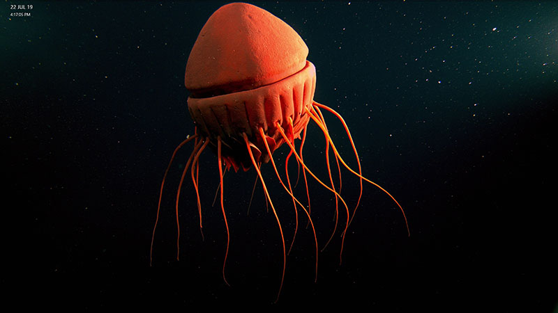 Cornate jellyfish <i>Periphyllopsis braueri</i>, one the most majestic inhabitants of the poorly known deepwater communities in the Gulf of Alaska. <i>Image courtesy of NOAA/UAF/Oceaneering</i>.