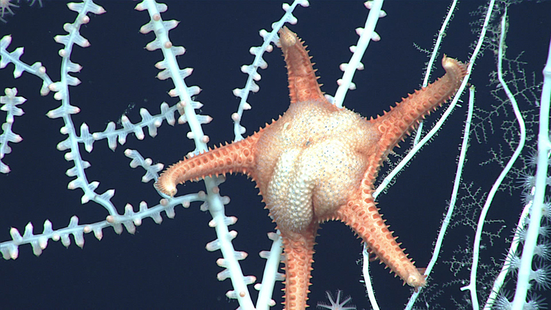 This sea star, potentially an undescribed species of Atheraster, was imaged during a NOAA Ocean Exploration but not collected. For Mah, it “highlights the overwhelming diversity in the deep-sea that we are always catching up to document.” It was seen during Dive 3 of the 2021 North Atlantic Stepping Stones: New England and Corner Rise Seamounts expedition at a depth of 2,105 meters (6,906 feet).