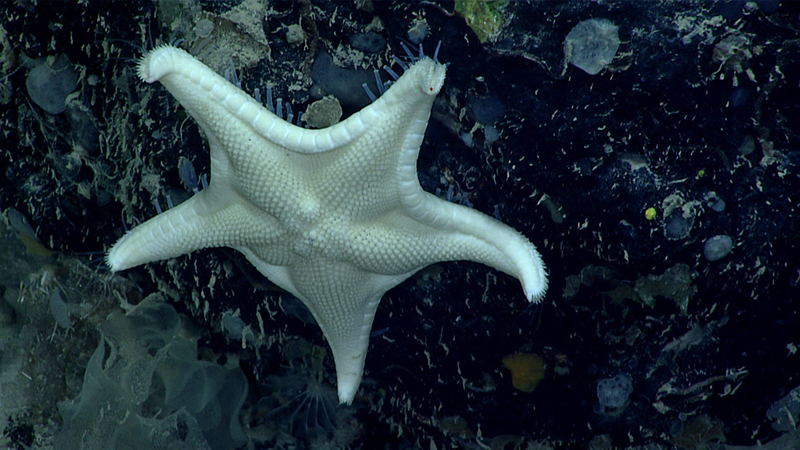 A close up of Bathyceramaster kelliottae as seen during Dive 5 of the Windows to the Deep 2021: Southeast ROV and Mapping expedition. The sea star was seen at a depth of 1,386 meters (~4,547 feet).