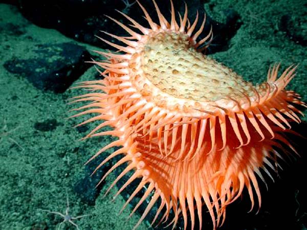 Found at 1,875 meters (6,150 feet) depth on the slopes of Davidson Seamount during the 2006 Davidson Seamount: Exploring Ancient Coral Gardens expedition, this unidentified anemone resembles a Venus flytrap. Image courtesy of NOAA/MBARI.