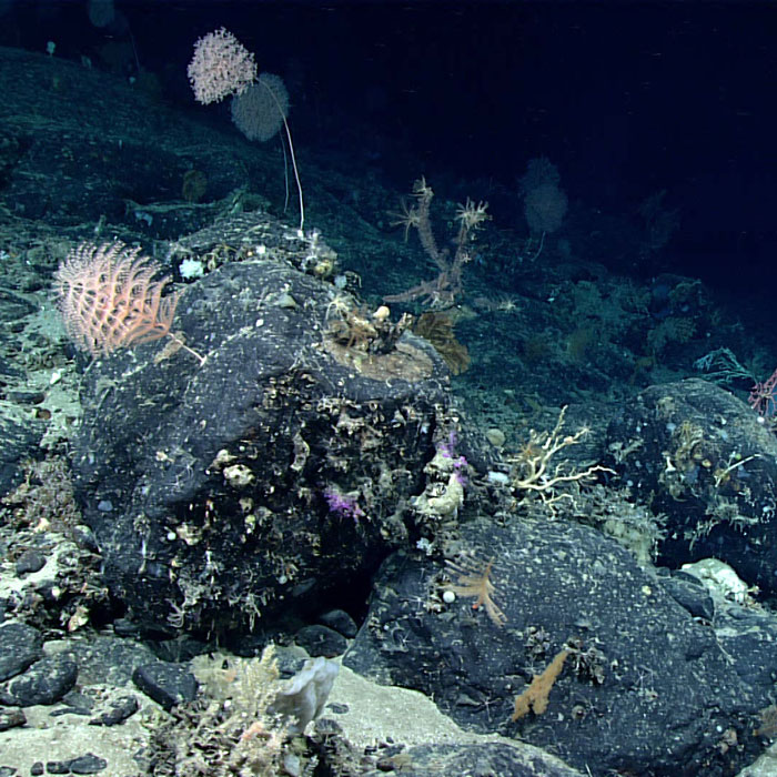 High-diversity coral environments were found throughout Dive 19 of the 2021 North Atlantic Stepping Stones expedition, particularly on areas with displaced ferromanganese-encrusted boulders and lobate and pillow lava outcrops.