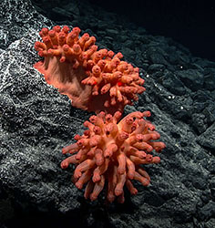 Large orange-red mushroom corals with tentacles retracted attached to a rock.