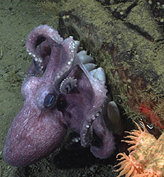 A mother octopod guarding its eggs attached to a rock.
