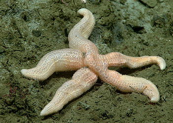 A five-armed sea star on the seafloor.