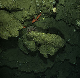 An image of the seafloor captured by autonomous underwater vehicle Mola Mola.