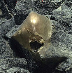 An unidentified golden orb on a rock.