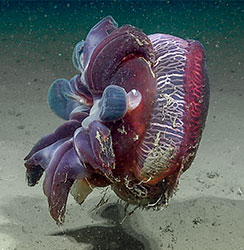 A big purple-red jellyfish near the seafloor.