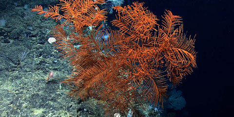 A large black coral along the edge of a very steep cliff
