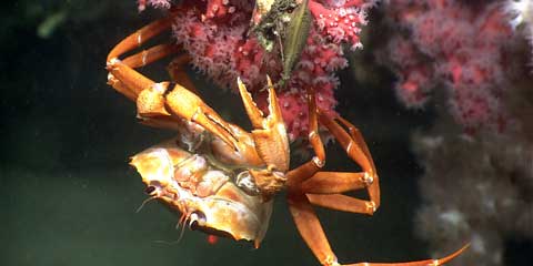 In this example of the diversity of mid-Atlantic canyons habitat, a deep-sea red crab hangs out on a bubblegum coral. Careful examination reveals a skate egg case on the same branch as the crab and a colony of the white morph of bubblegum coral in the background. Credit: NOAA OER.