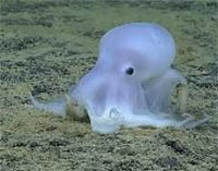 An undescribed species of octopod found during the Hohonu Moana 2016 expedition.