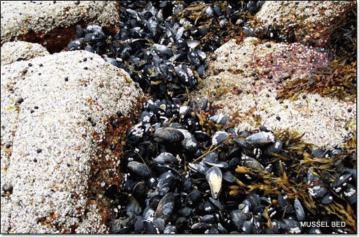 The middle intertidal zone is generally submerged, except for a fairly short period during the turn of the low tide.