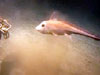 See rare first hand encounters with some of the over 590 species of deep sea fishes.