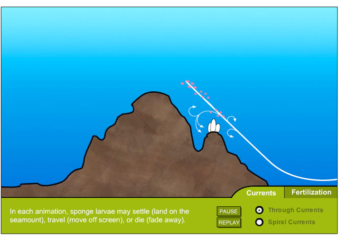 In this activity, you will explore how fertilization behavior and current flow influence the dispersal of sponge larvae.