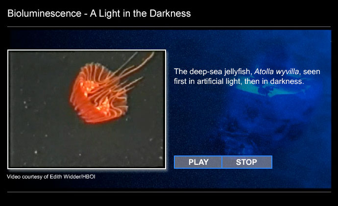 Study the images and light chart below, then answer the questions that follow each. They will help you understand how bioluminescence is used by deep-sea animals.