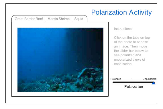 In the photos below, compare polarized and unpolarized views of marine life, and evaluate how organisms utilize tricks of light and lenses to communicate, hunt, and hide by answering the questions that follow.