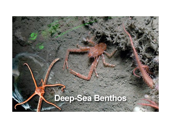 Deep-Sea Benthos