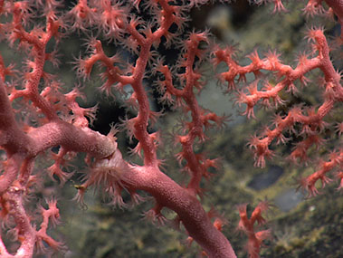 Lesson 3: Deep-Sea Corals