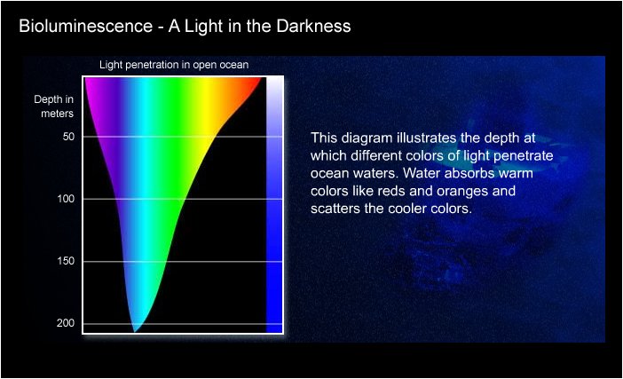 What is bioluminescence? It's a living light