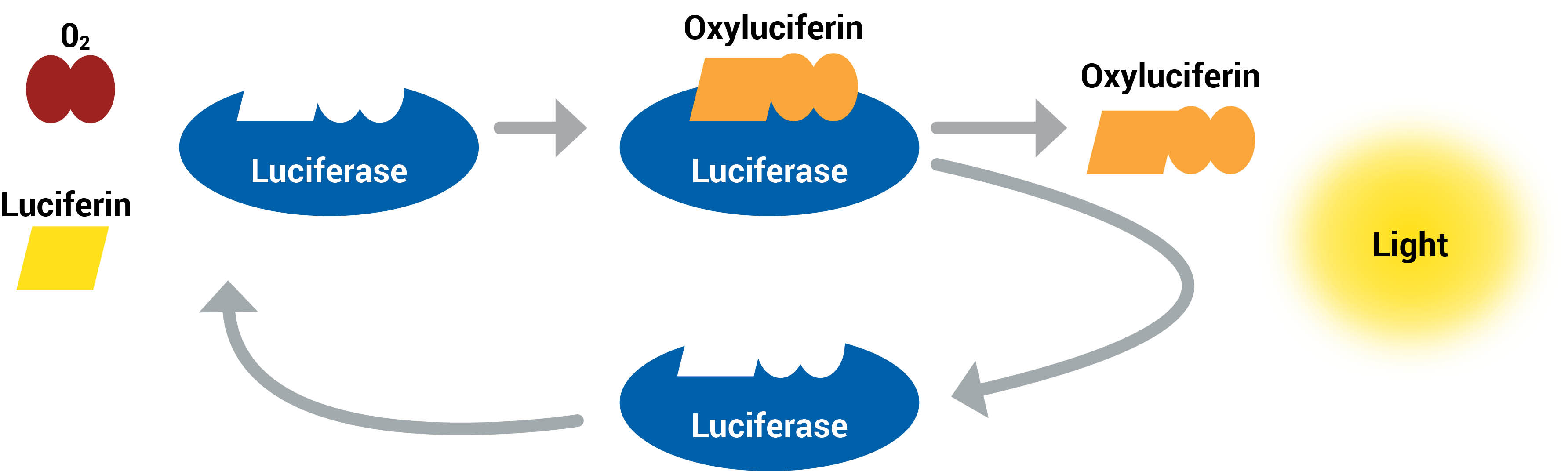 The enzyme, luciferase, helps bond together the substrate, luciferin, and oxygen. The reaction creates the products oxyluciferin and light. The enzyme is recycled after the reaction, and can be used again.