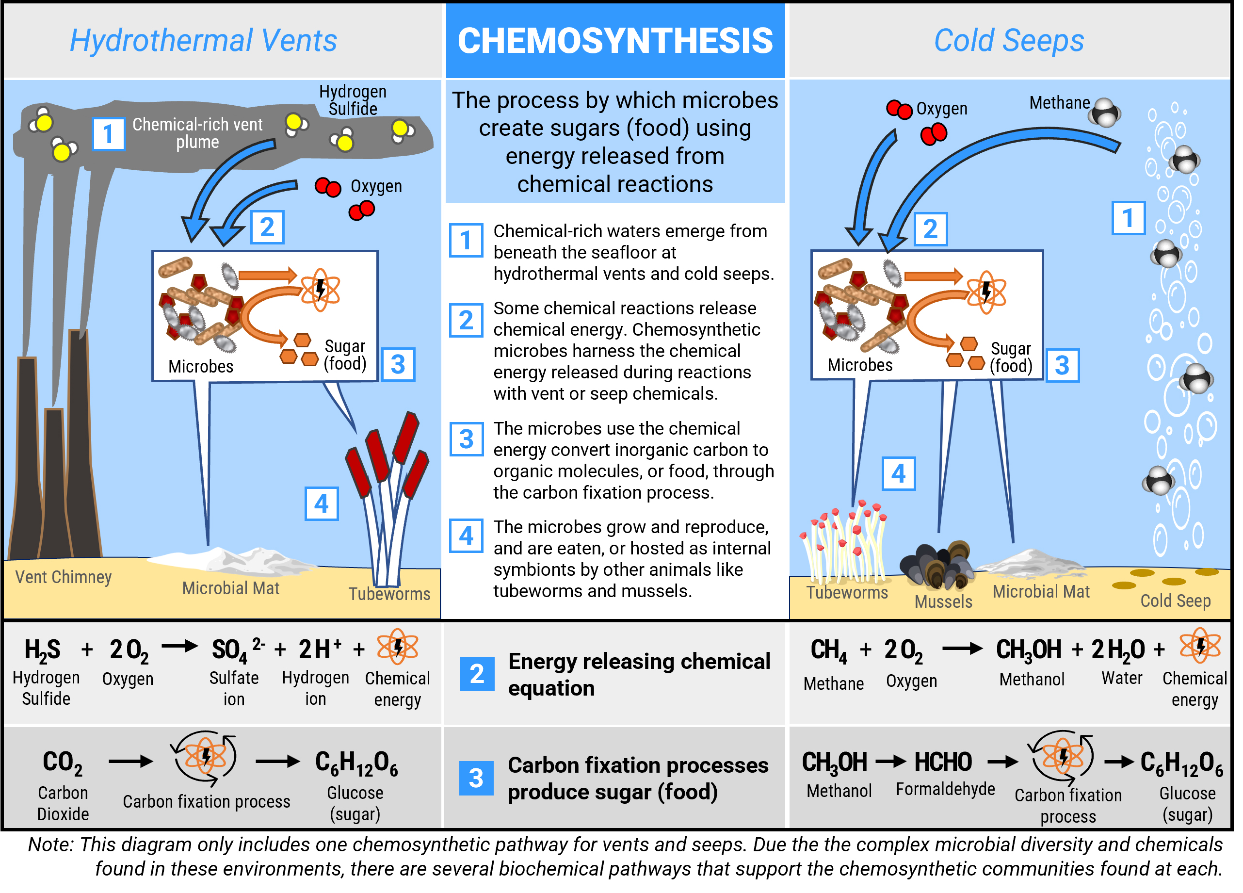 Chemosynthesis Bacteria