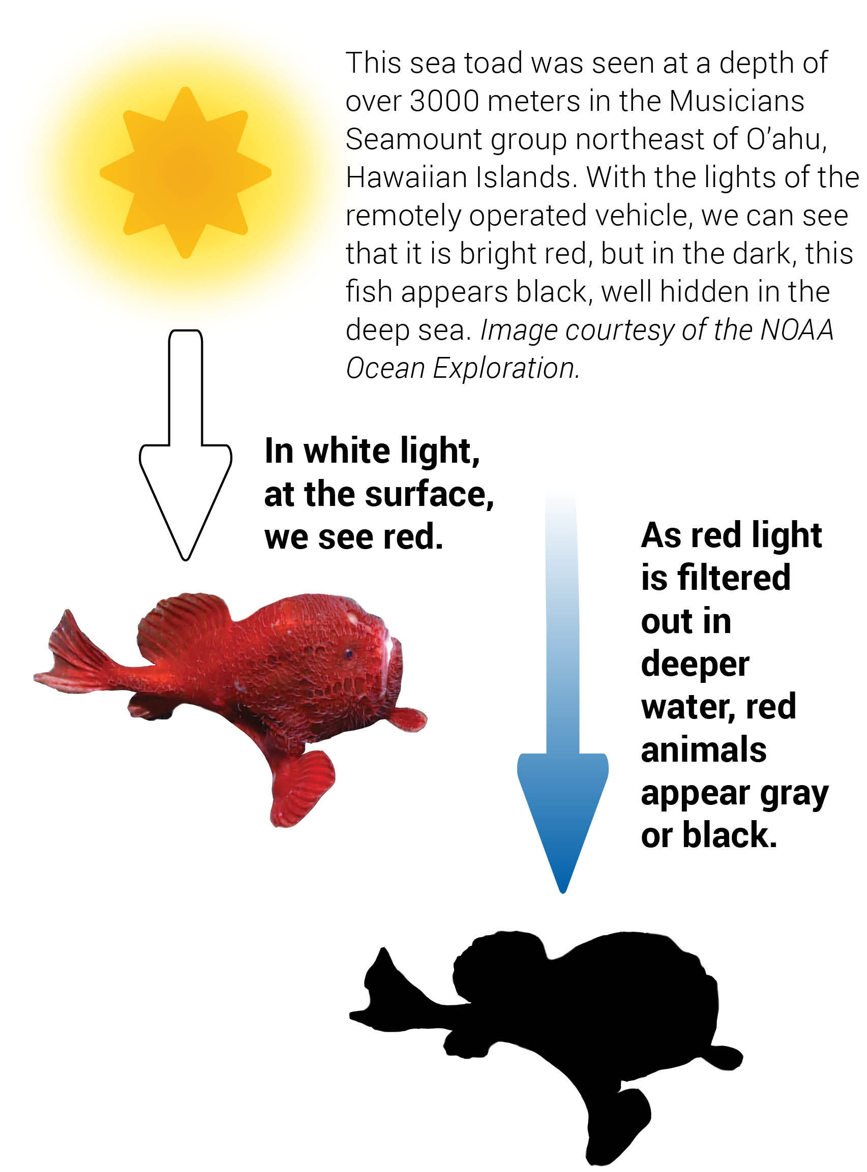 As one travels from surface waters to deeper waters, the amount and visible colors of light change, because water refracts, absorbs, and scatters wavelengths differently. Red light disappears at a shallower depth in the water column and blue light penetrates deepest. This affects how different colored pigments appear at different depths.