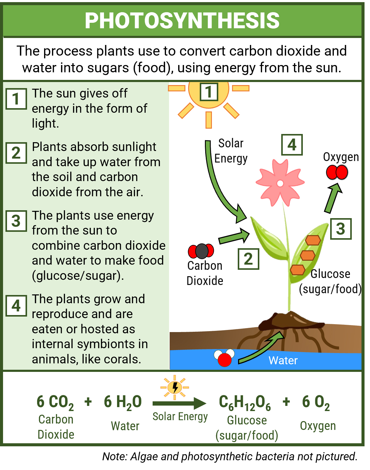 photosynthesis equation for kids