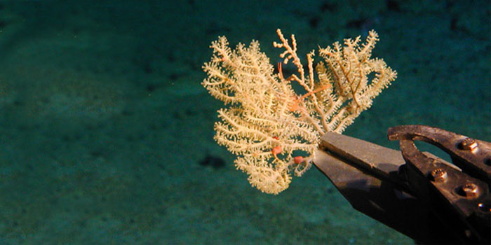 Amy gives a first-hand account of what its like to collect coral samples while in a submersible such as the Alvin.