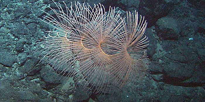 Did you know that underwater volcanoes can support life? Dr. Kelley talks about this aspect of her research.