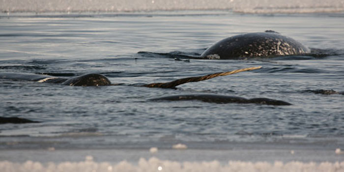 Narwhal studies: determine the affects of climate warming on their winter grounds and uses them as an oceanographic platform with which to collect data on their ocean habitat.