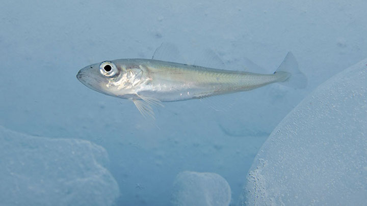 Fishes in the Arctic