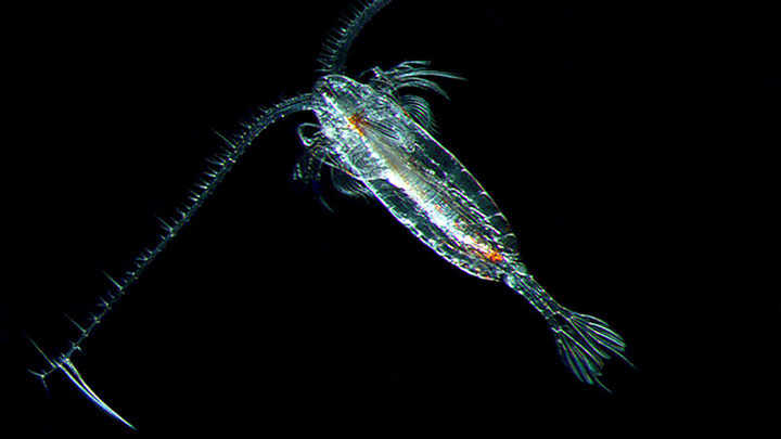 Zooplankton of the Arctic
