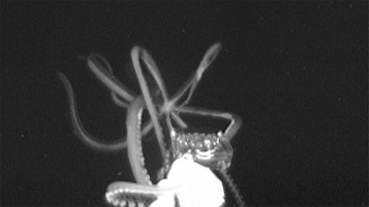 Here Be Monsters: We Filmed a Giant Squid in America's Backyard