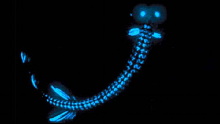 Ocean Exploration Fact: What is Bioluminescence?