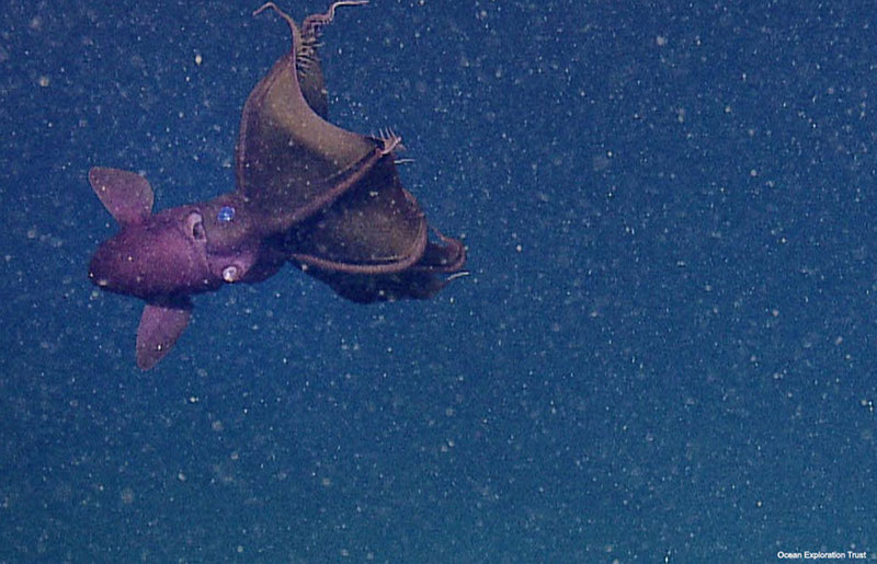 The Vampire Squid, Vampyroteuthis infernalis.