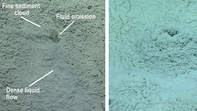 Fluid was observed shooting straight up a few centimeters from small holes (about one centimeter across) on top of the low relief mounds. The denser liquid component of the fluid effluent flowed downhill, while fine sediment entrained in the emission billowed into the water column.