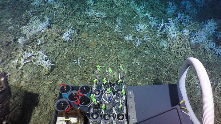 How Fast do Deep-sea Corals Grow?
