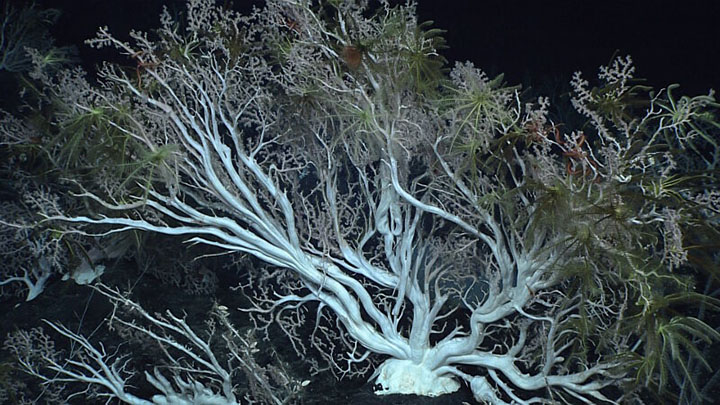 Deep-Sea Corals: Rainforests of the Deep