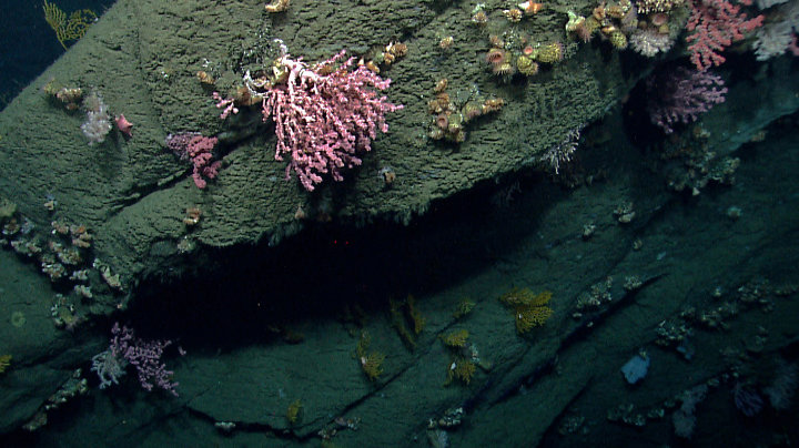 Ocean Exploration Facts: Deep Water Corals
