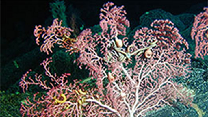 Deep-sea Corals: A Primer