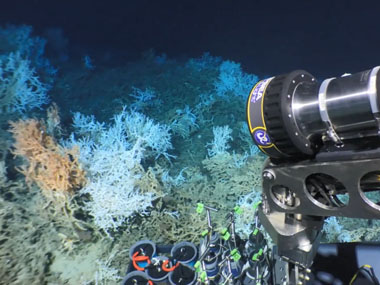 Education: Themes: Deep-sea Corals: Multimedia: NOAA Ocean Exploration