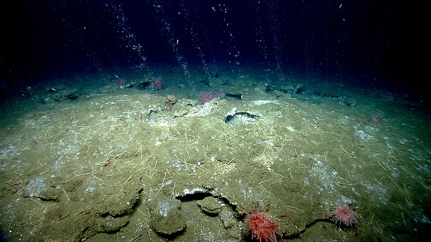 Methane bubbles flow in small streams out of the sediment on an area of seafloor offshore Virginia north of Washington Canyon. Quill worms, anemones, and patches of microbial mat can be seen in and along the periphery of the seepage area. Image courtesy of the NOAA Office of Ocean Exploration and Research, 2013 ROV Shakedown and Field Trials in the U.S. Atlantic Canyons.
