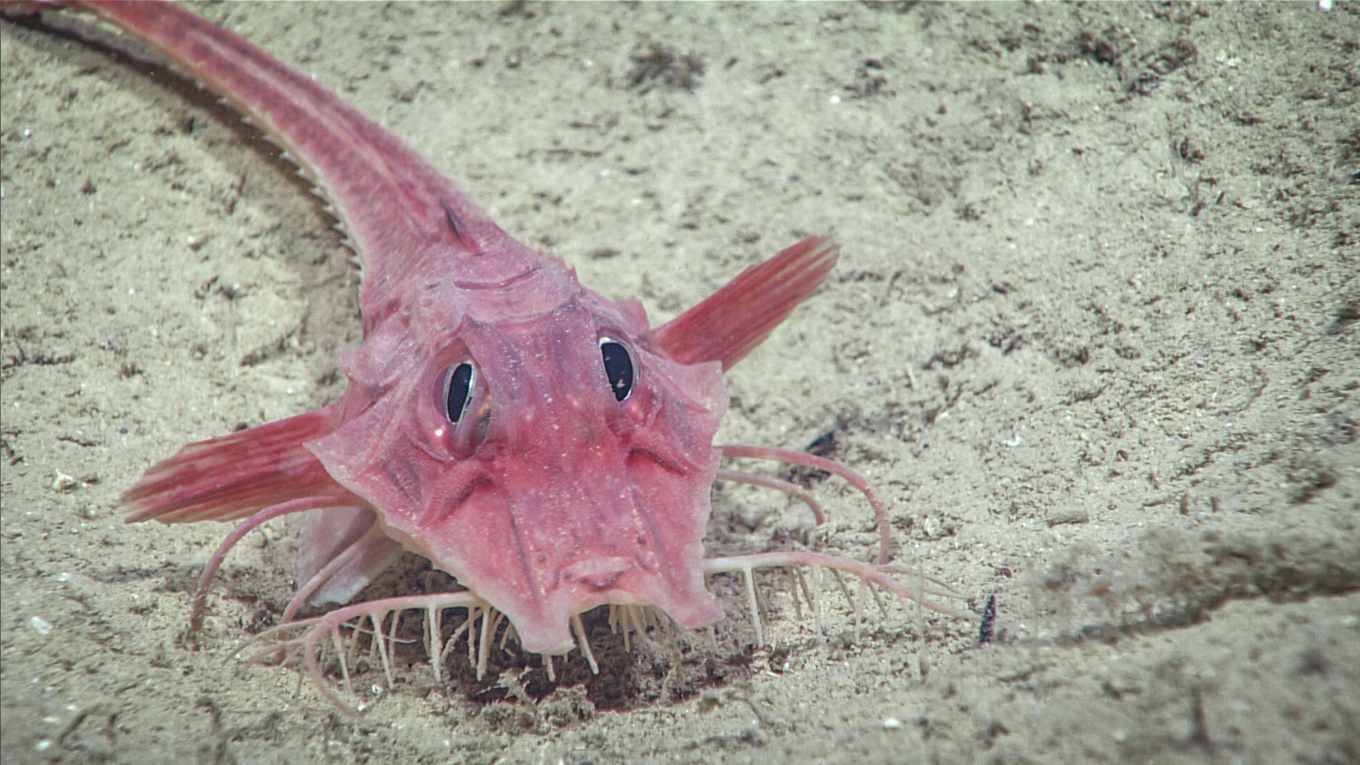 This armored searobin was seen moving across the seafloor during exploration of an area south of the Florida Keys in the Straits of Florida.