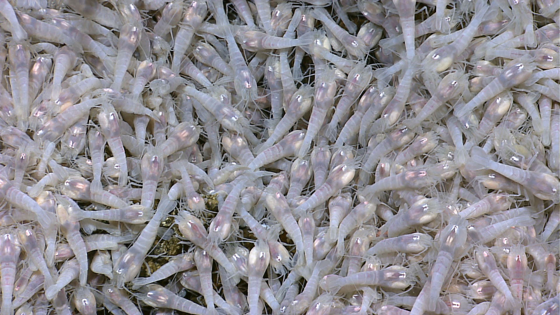 Look closely. These are shrimp! These Rimicaris sp. shrimp were seen clustered around an area of diffuse fluid flow at the Von Damm vent site, located in the Caribbean Sea’s Mid-Cayman Rise. These shrimp are about 10 centimeters (4 inches) long and eat chemosynthetic bacteria that are grown on their bodies.