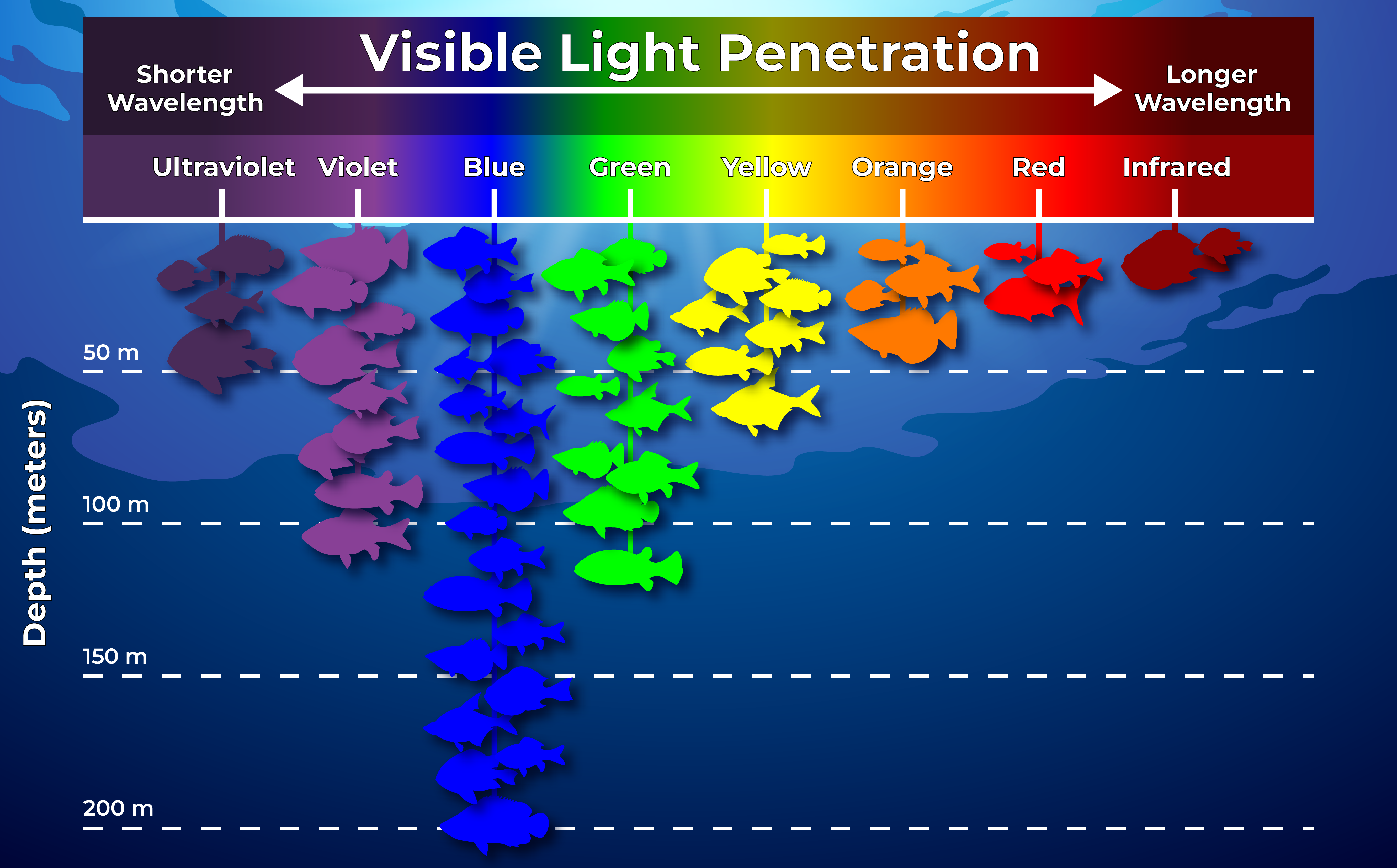 This illustration shows the approximate penetration of different wavelengths of visible light (colors) in ocean water. The actual depths of penetration will vary by location, depending on environmental conditions such as water clarity, time of day, etc.