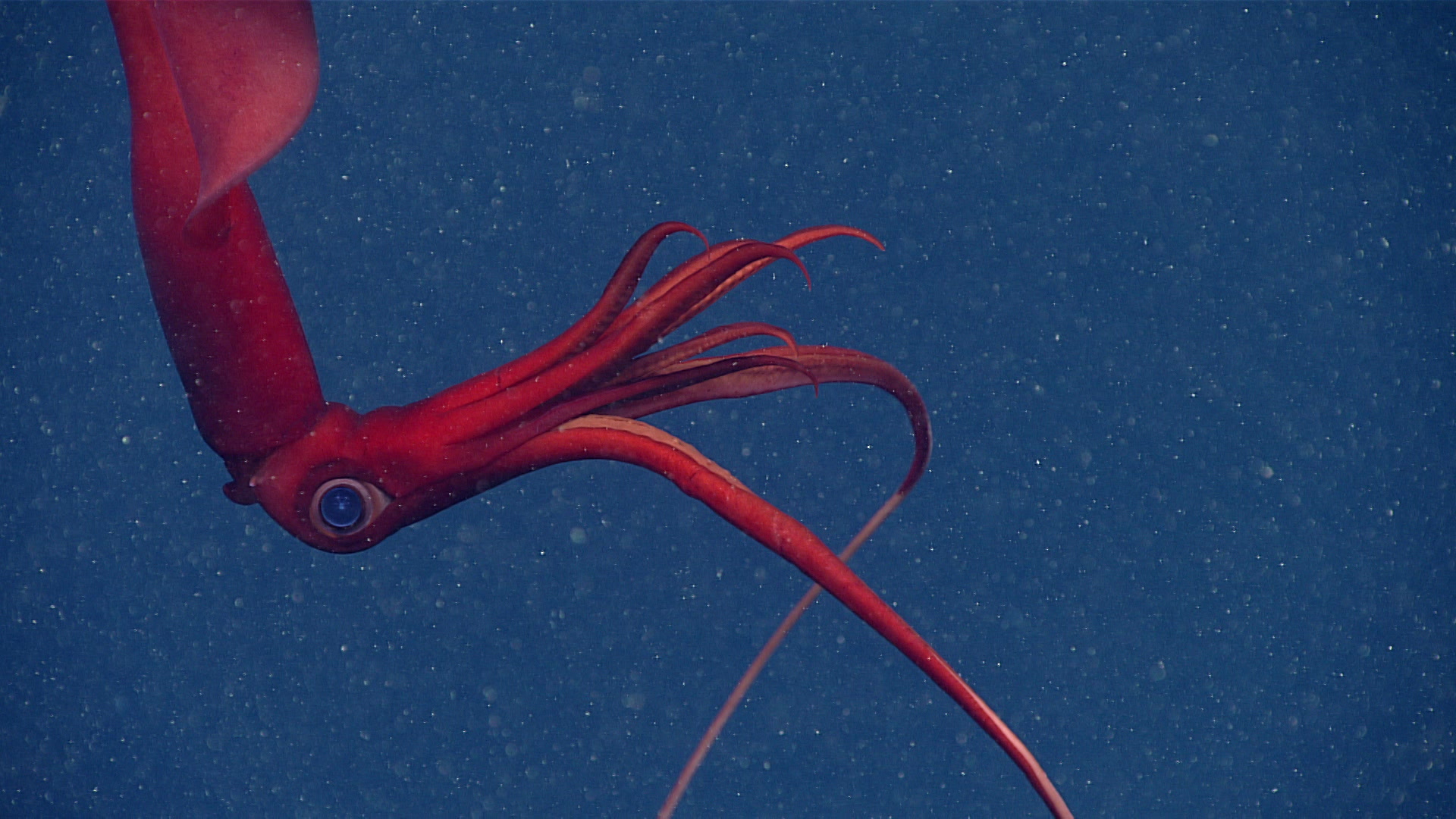 This magnificent, magical, and marvelous Magnoteuthis magna, a species of whiplash squid and the most common deep-ocean squid, was seen while exploring Kinlan Canyon off the coast of Rhode Island.