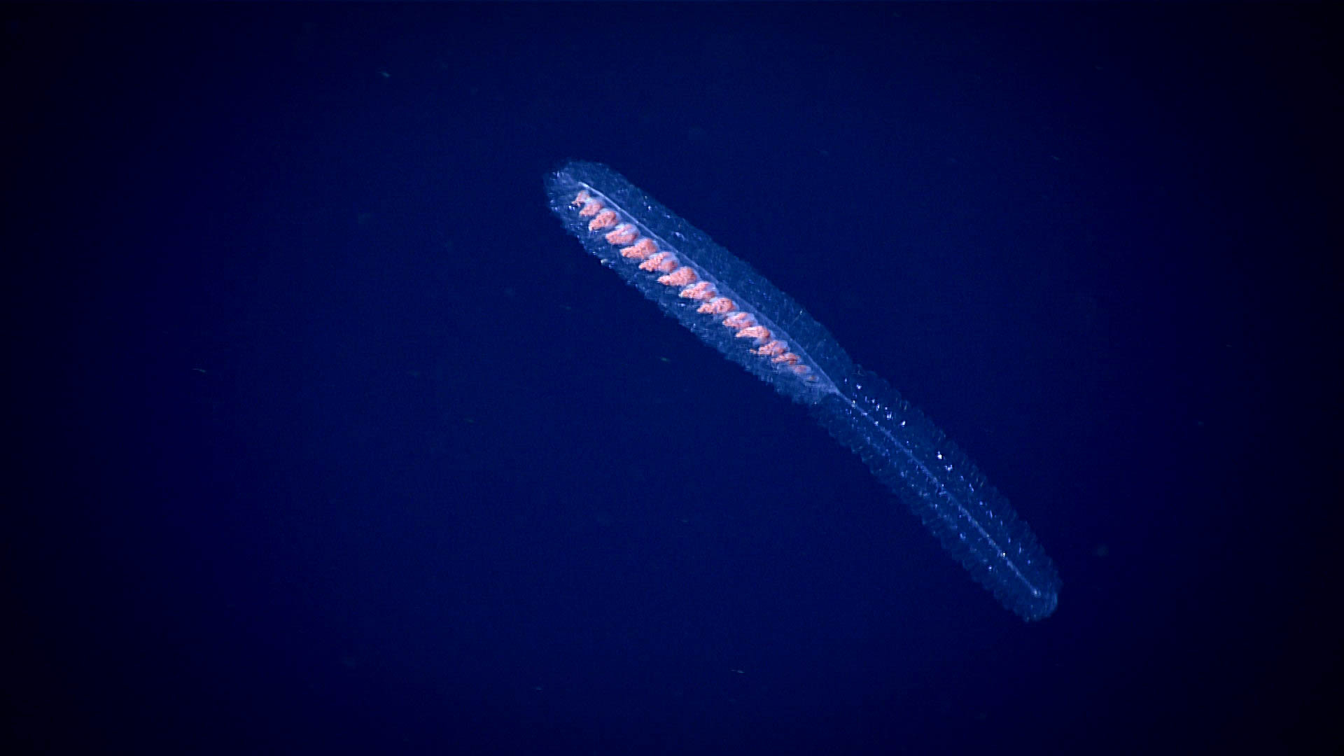Siphonophores are commonly observed in the water column. This individual was seen at a depth of approximately 400 meters (1,310 feet) in the Gulf of Mexico.