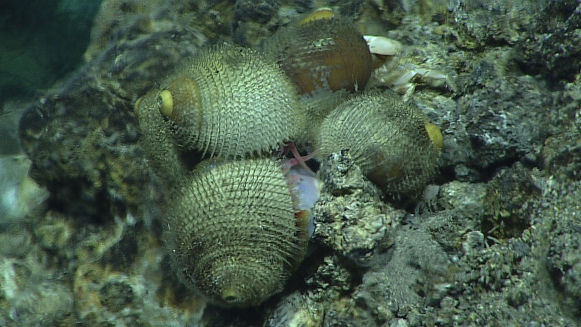 These 'hairy snails' are almost always associated with seafloor hydrothermal activity in the Mariana region of the Pacific Ocean. These snails graze upon bacteria that produce food via chemosynthesis.