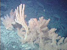 Dense bamboo coral