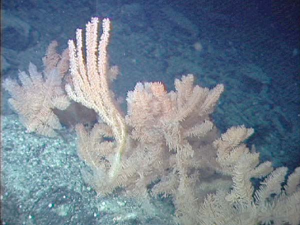 Dense bamboo coral