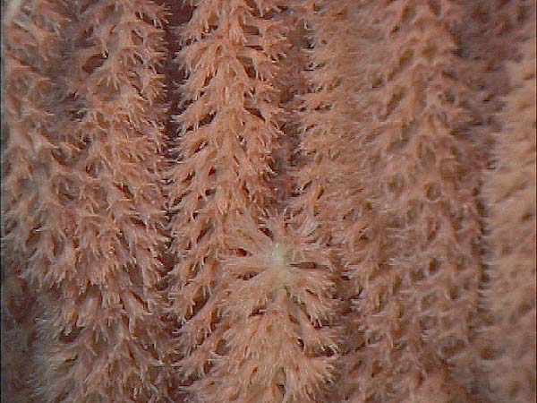 Coral polyps on a bamboo coral